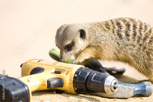 meerkat discovers tools