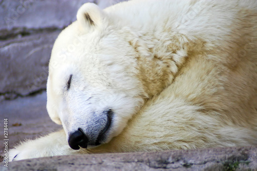 polar bear napping