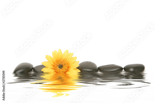 Canvas Print spa stones and daisy