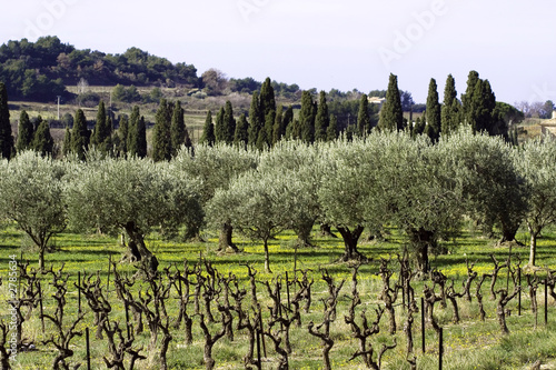 Champs d'oliviers.