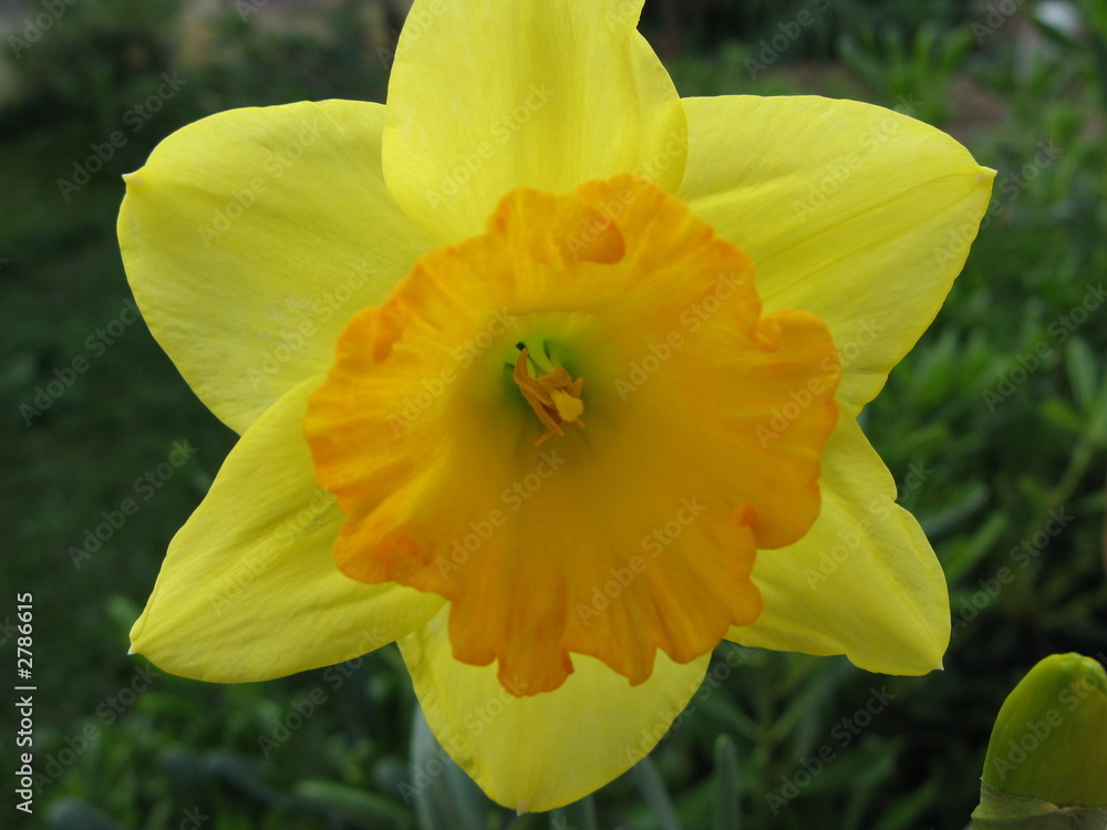 Obraz premium narciso