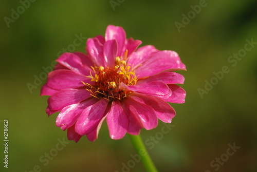 pink flower