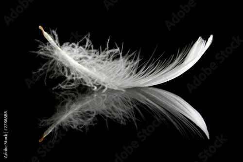 feather on black