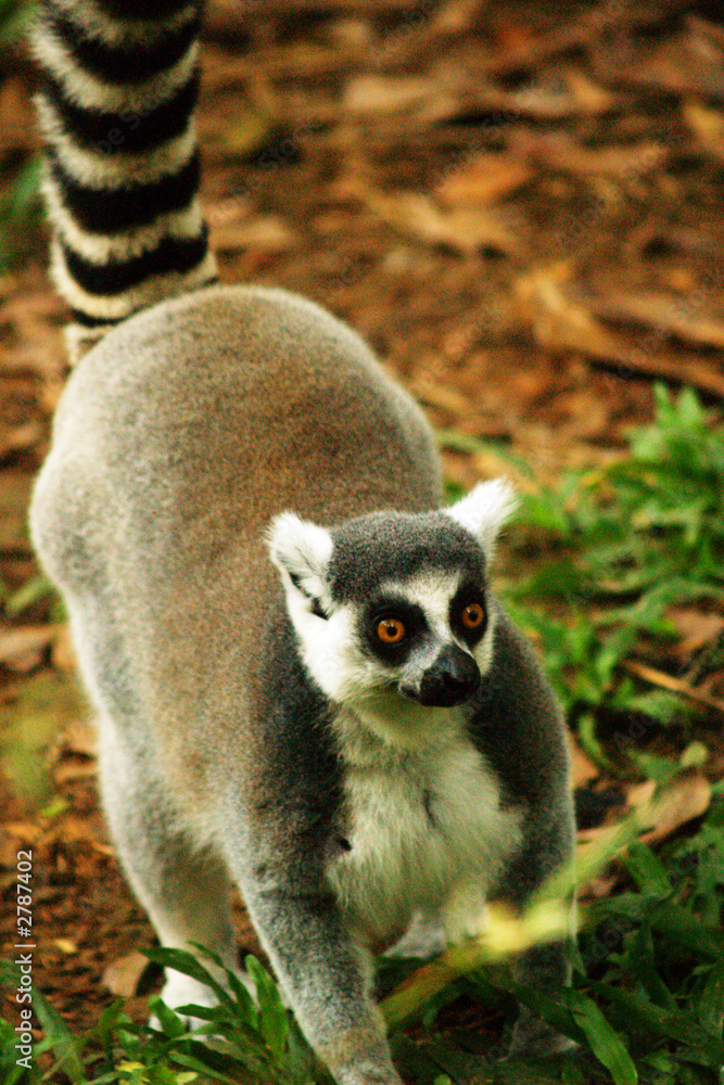 Obraz premium weasel