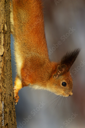 Fotografie squirrel on the tree stem