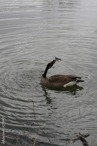 the catch