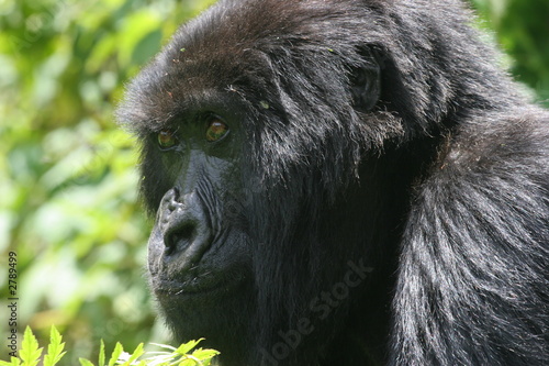 portrait de profil de gorille © jf Lefèvre