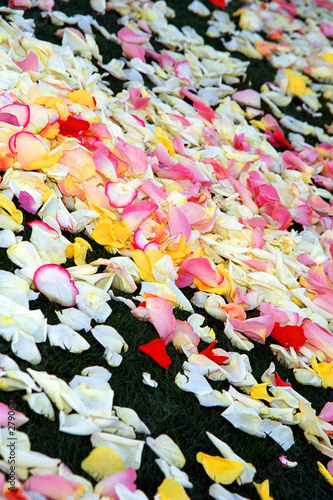 flower petals