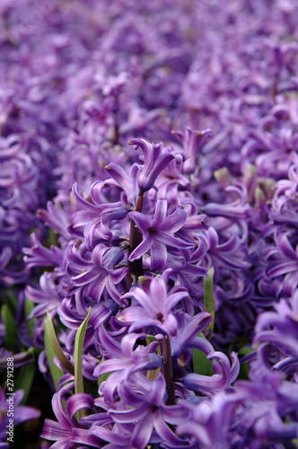 purple hyacinth