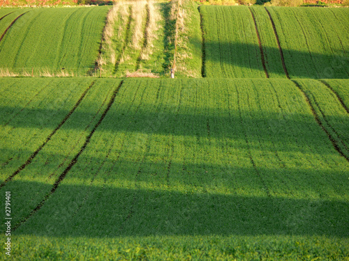 cultivation