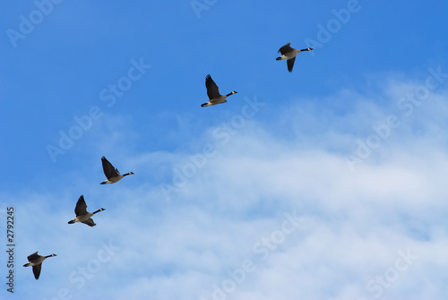 spring flight