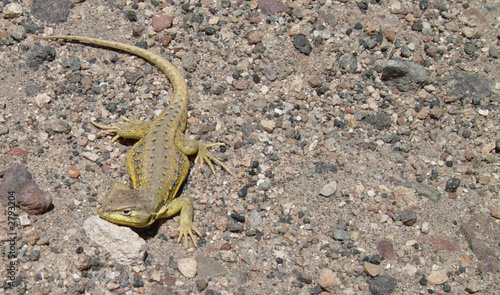 lizard in atacama desert