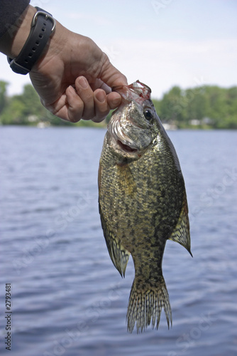 black crappie photo