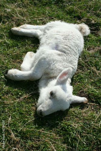 Obraz na plátně sick lamb
