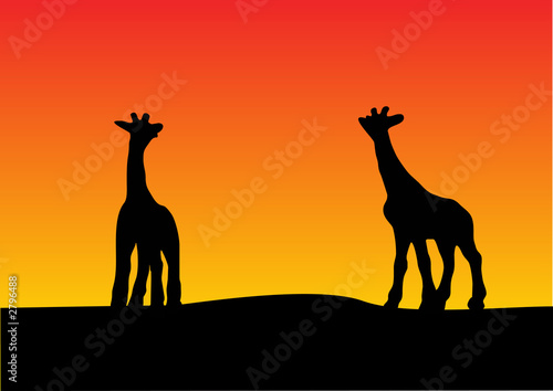 giraffe with sunset background