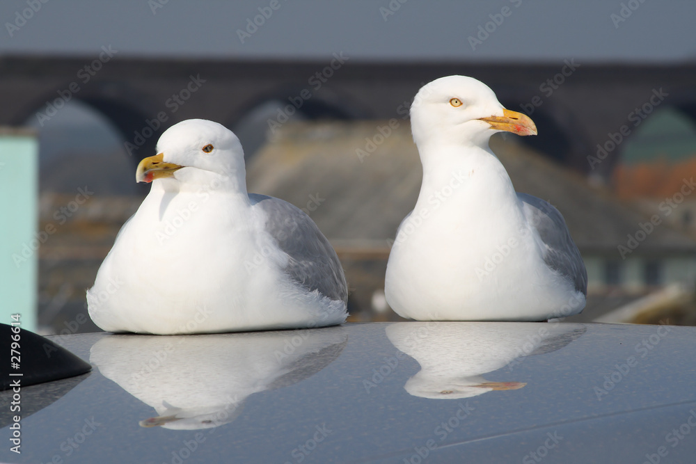 two seagulls having a rest on a car roof. two seagulls having a rest on a car roof.