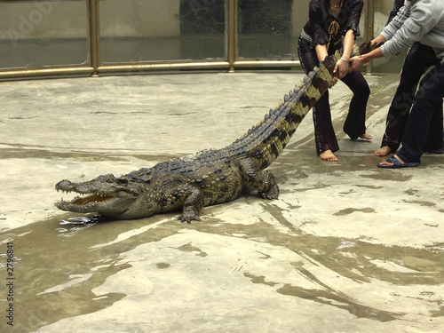 alligator show at halong bay, vietnam