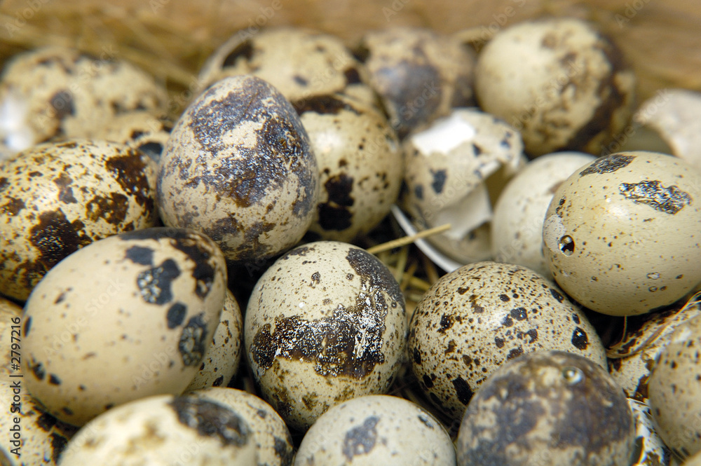 Obraz premium oeufs de caille