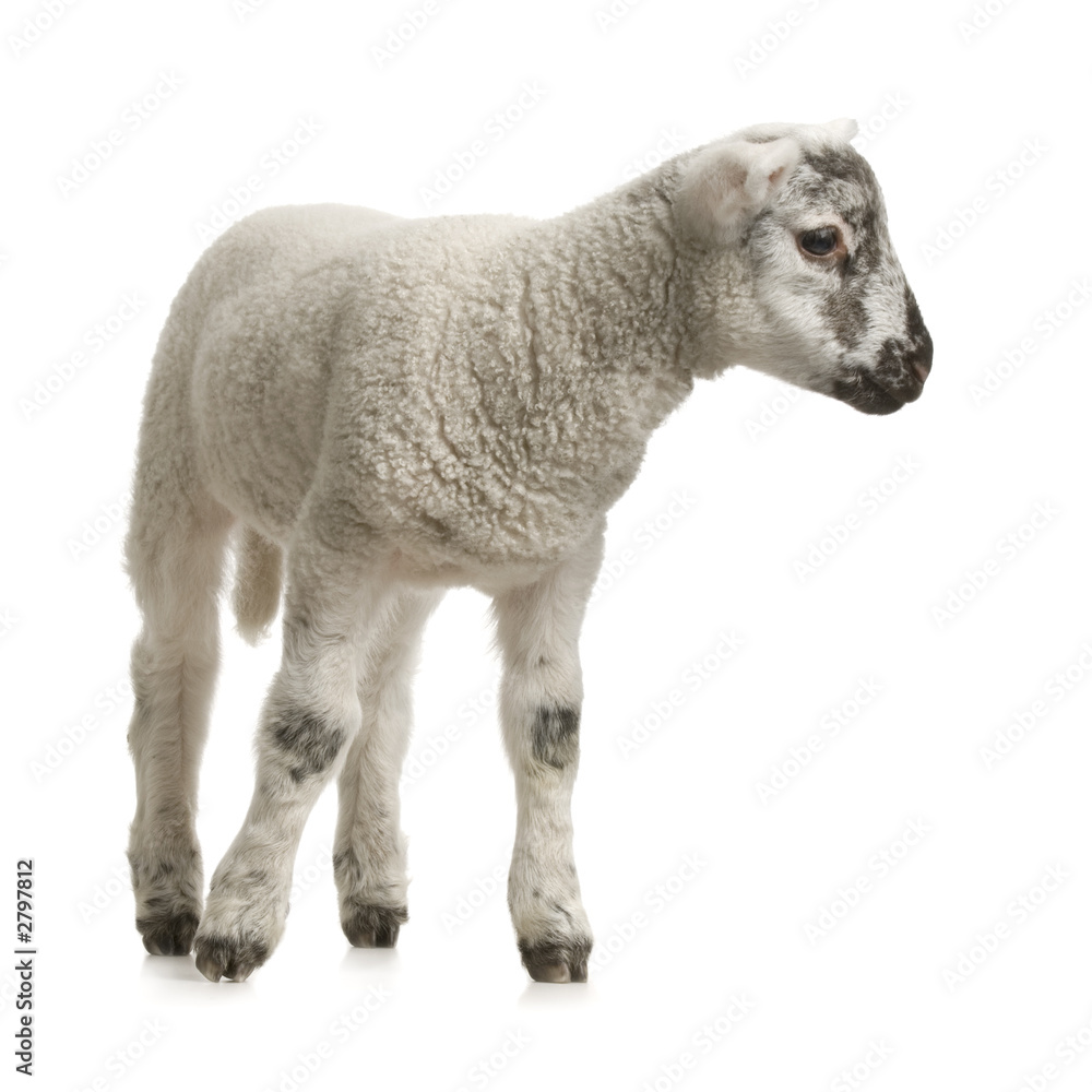 Obraz premium agneau