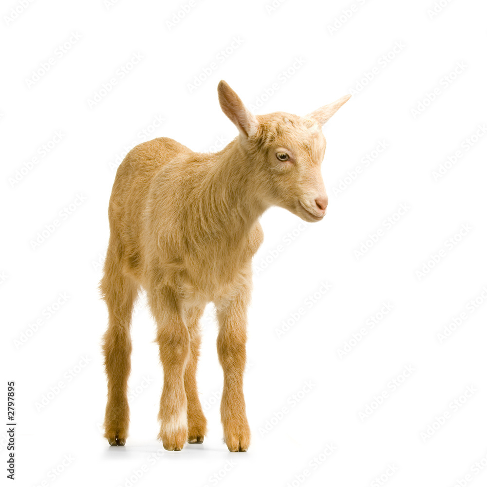 Fototapeta premium chevreau