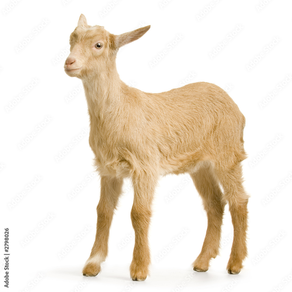 Fototapeta premium chevreau