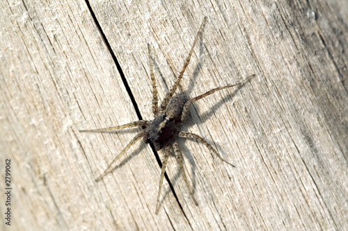 araignée sur fond neutre macro de dessus sur bois