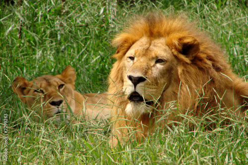 lion