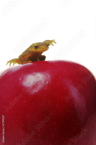newt on apple, study