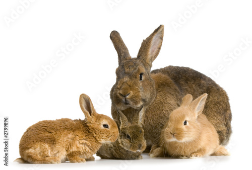 lapine et ses lapereaux © Eric Isselée