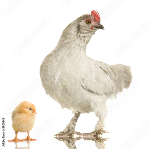 poule et son poussin
