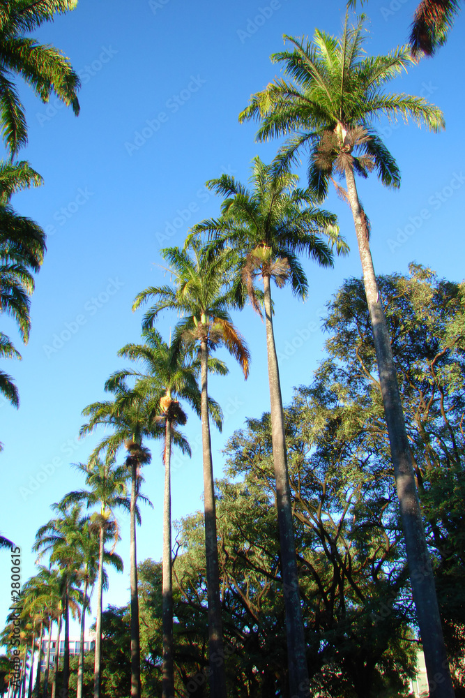 Fototapeta premium palms