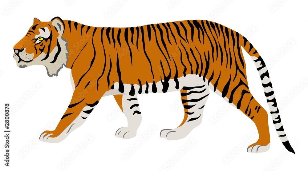 Naklejka premium tiger