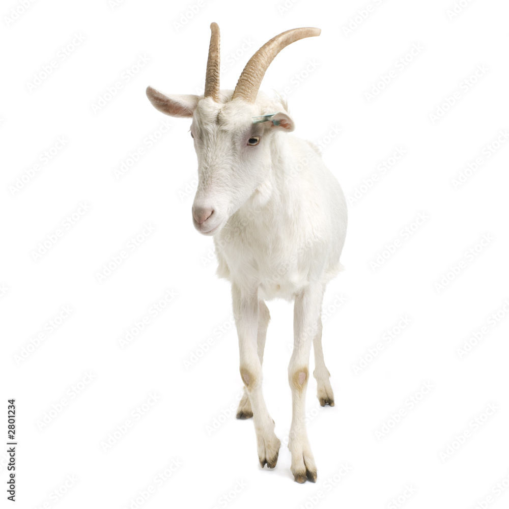 chèvre chèvre