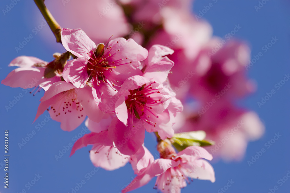 Obraz premium spring flowers on tree against blue sky