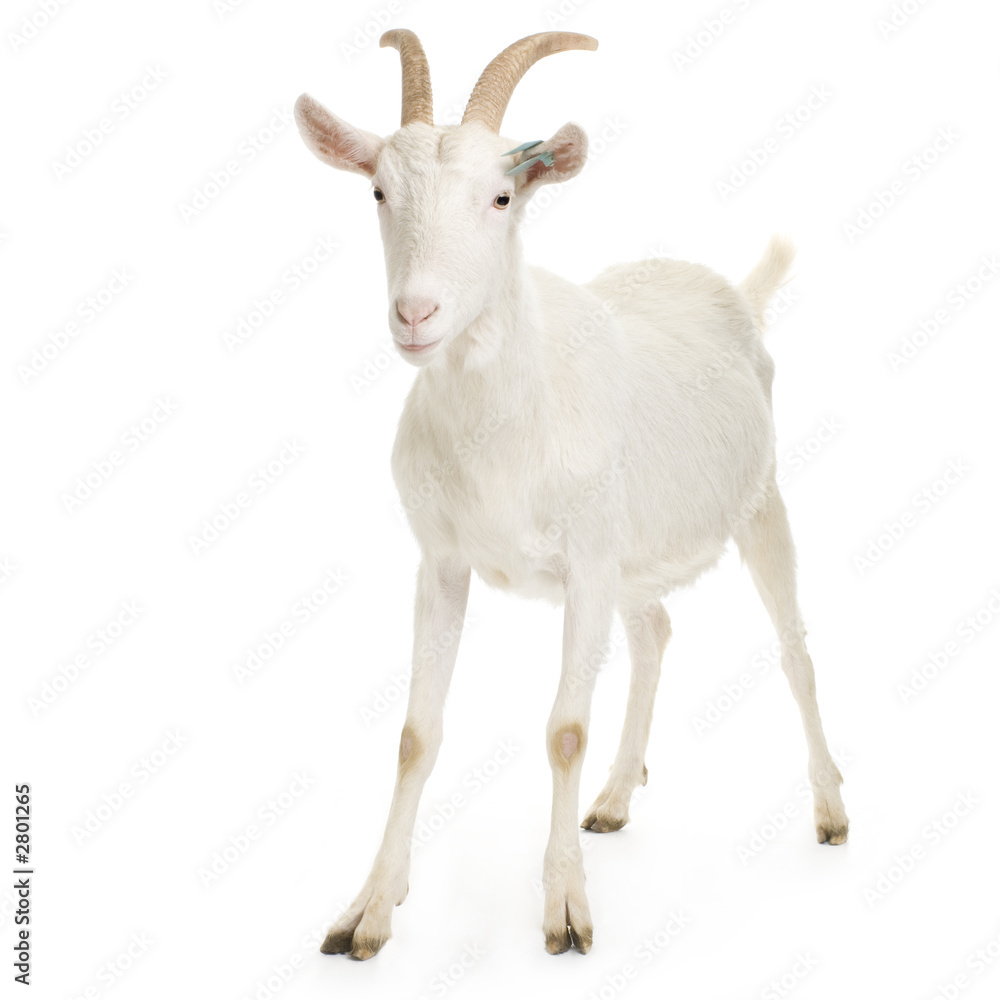 chèvre chèvre