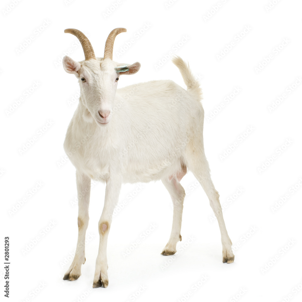 chèvre chèvre