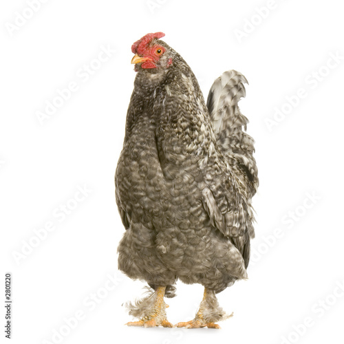 hen