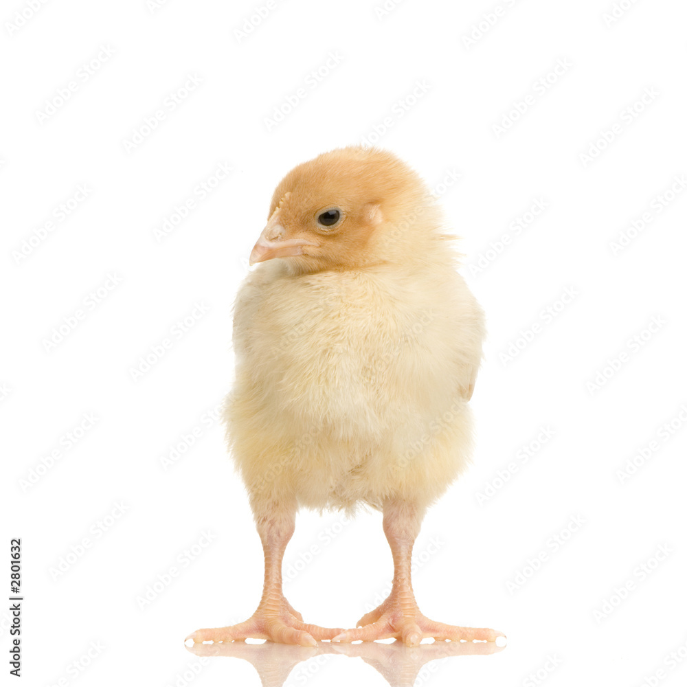 Fototapeta premium poussin