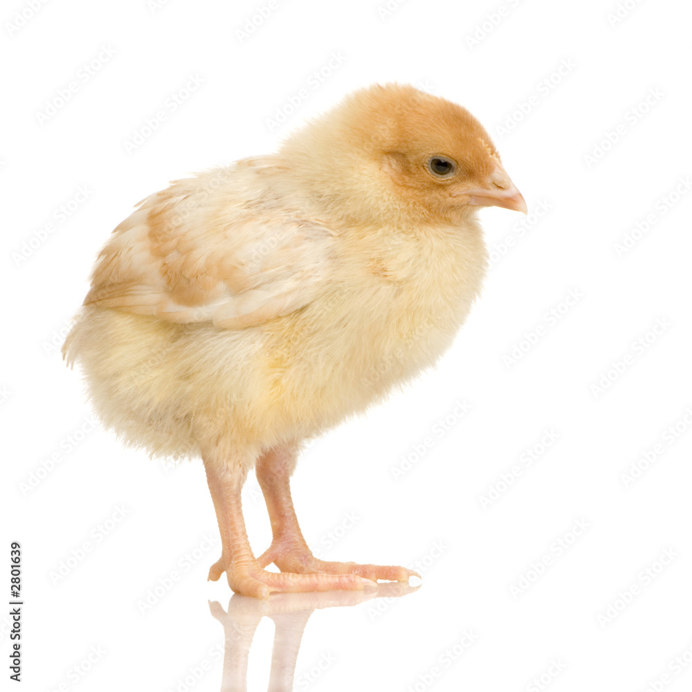 Fototapeta premium pisklę