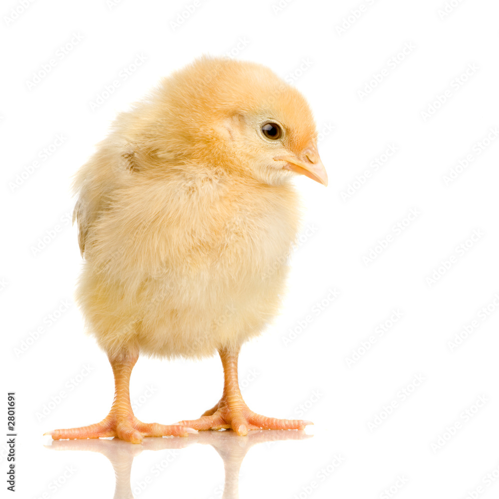 poussin poussin