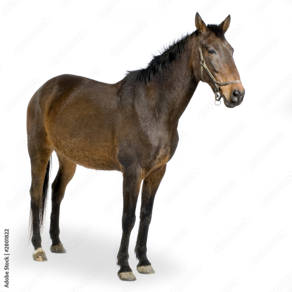 cheval cheval