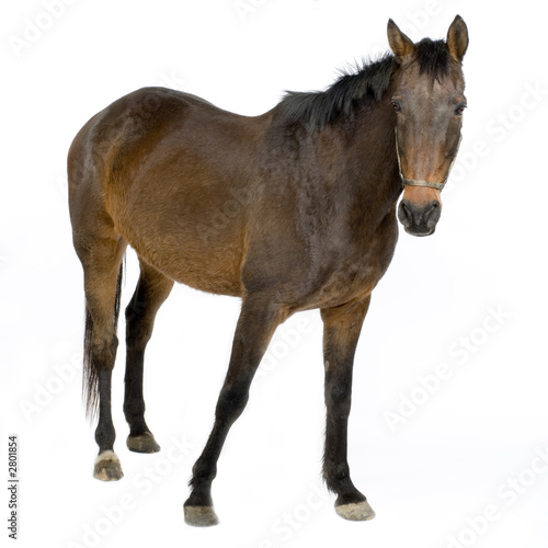 cheval