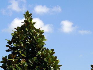 Keuken achterwand Magnolia Magnoliaboom in volle bloei  © Jim Cox