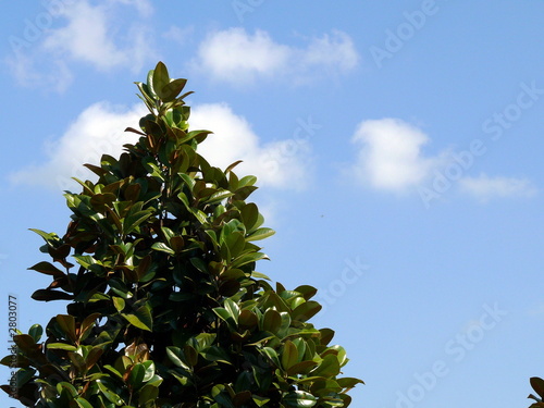 magnolia tree