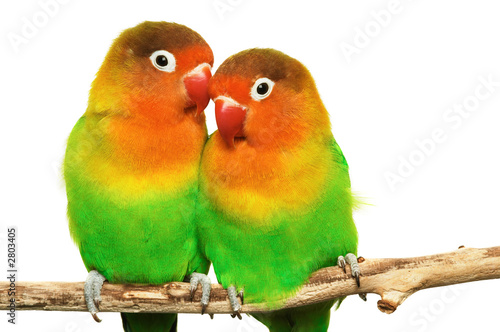 lovebirds