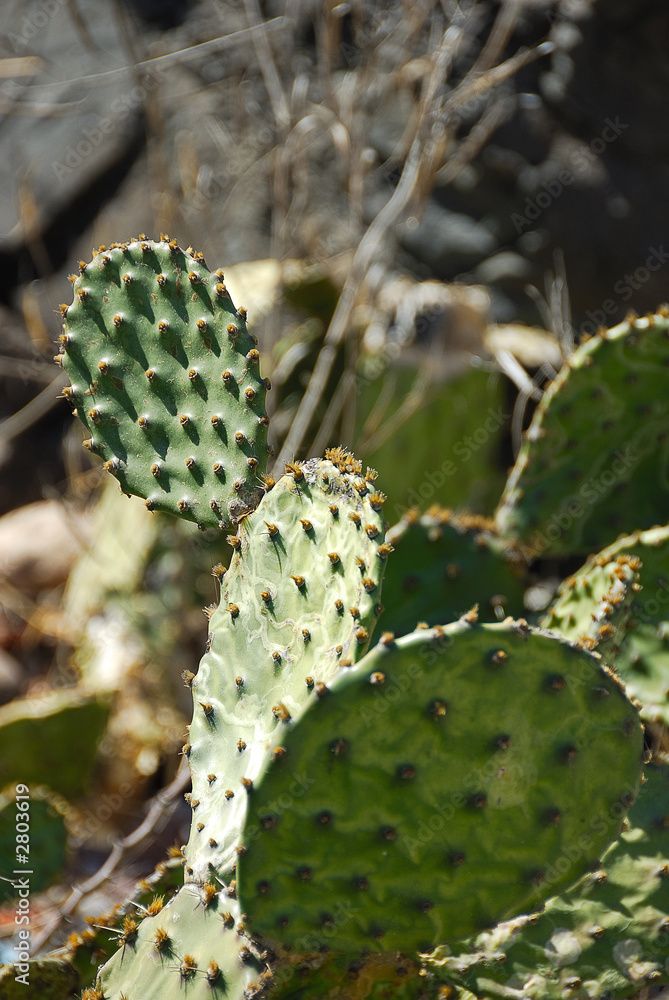 cactus cactus