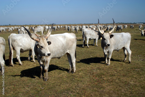 grey cattle