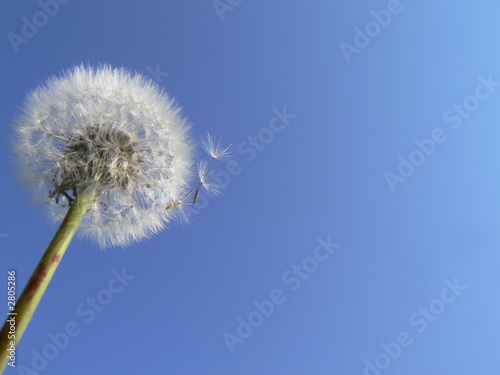 dandelion