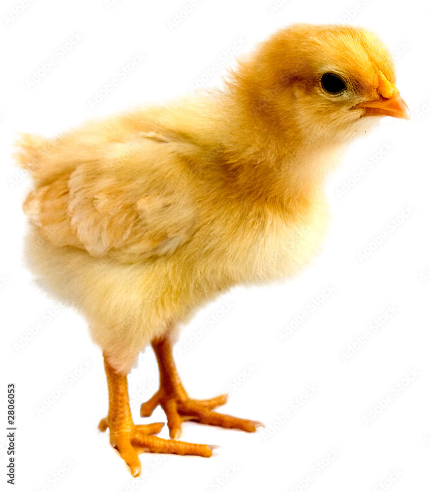 Fototapeta premium pisklę