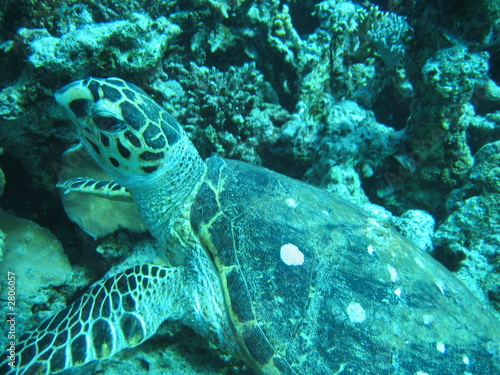 marine turtle © Cosca